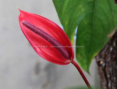 Sandrabeal botanicgardens oct2022 05