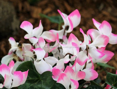 Sandrabeal botanicgardens oct2022 06