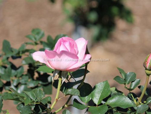 Sandrabeal botanicgardens oct2022 07