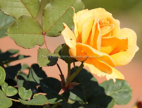 Sandrabeal botanicgardens oct2022 08