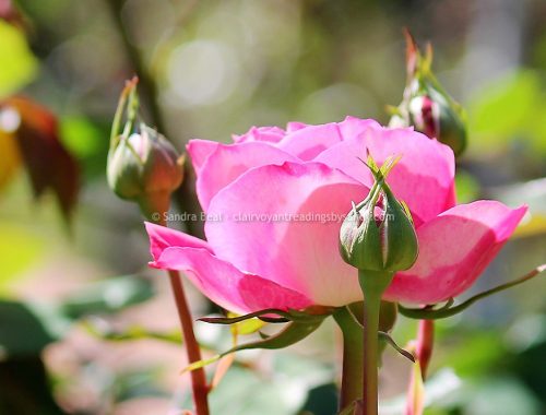 Sandrabeal botanicgardens oct2022 09