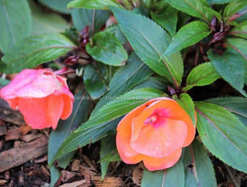 Sandrabeal botanicgardens oct2022 12