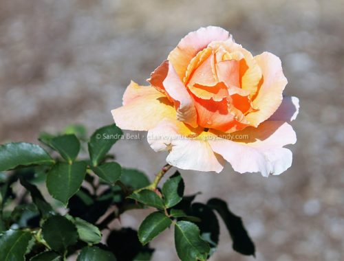 Sandrabeal botanicgardens oct2022 16