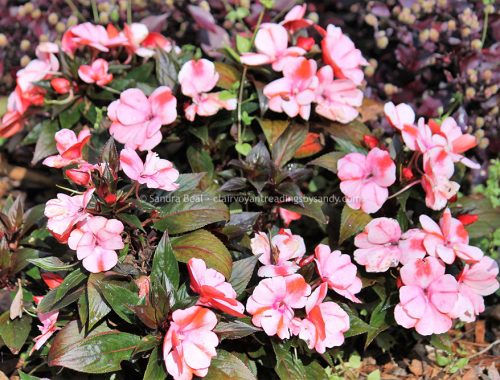 Sandrabeal botanicgardens oct2022 18