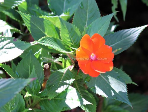 Sandrabeal botanicgardens oct2022 22