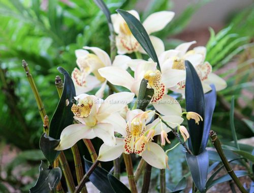 Sandrabeal botanicgardens oct2022 23