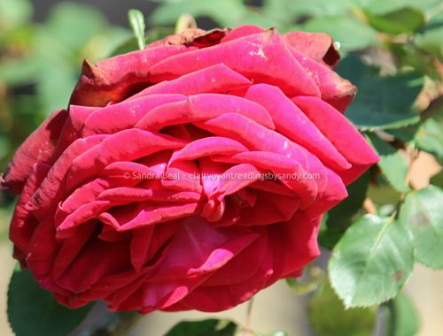 Sandrabeal botanicgardens oct2022 24