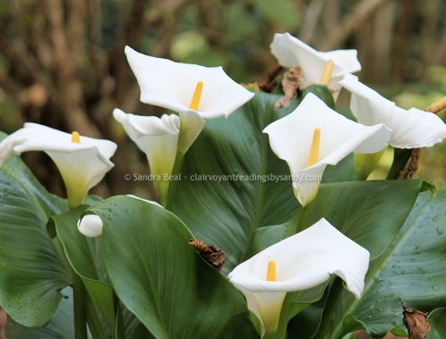 Sandrabeal botanicgardens oct2022 26