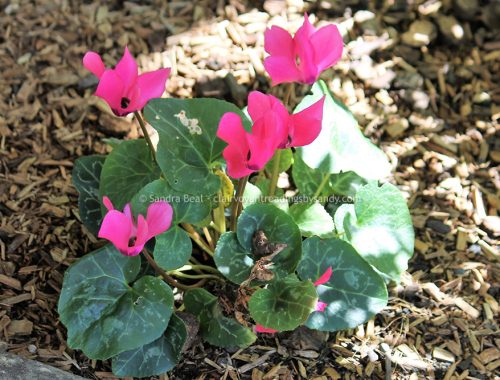 Sandrabeal botanicgardens oct2022 32