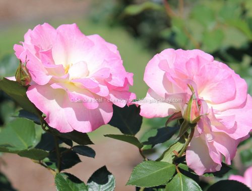 Sandrabeal botanicgardens oct2022 33