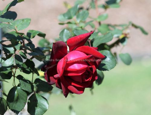 Sandrabeal botanicgardens oct2022 34