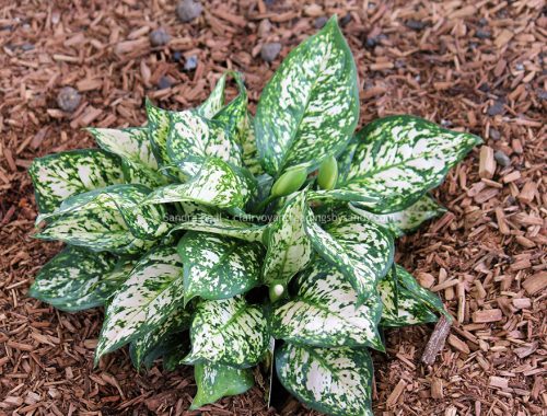 Sandrabeal botanicgardens oct2022 35